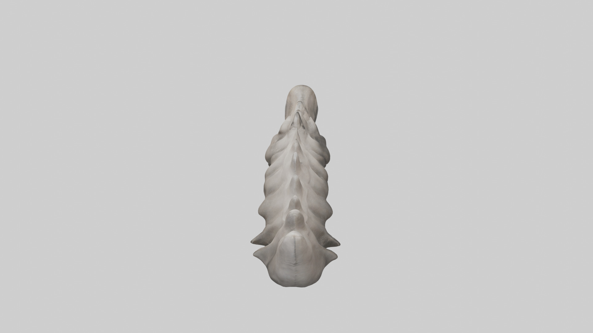 Rhino Spine Low-poly 3D model_15