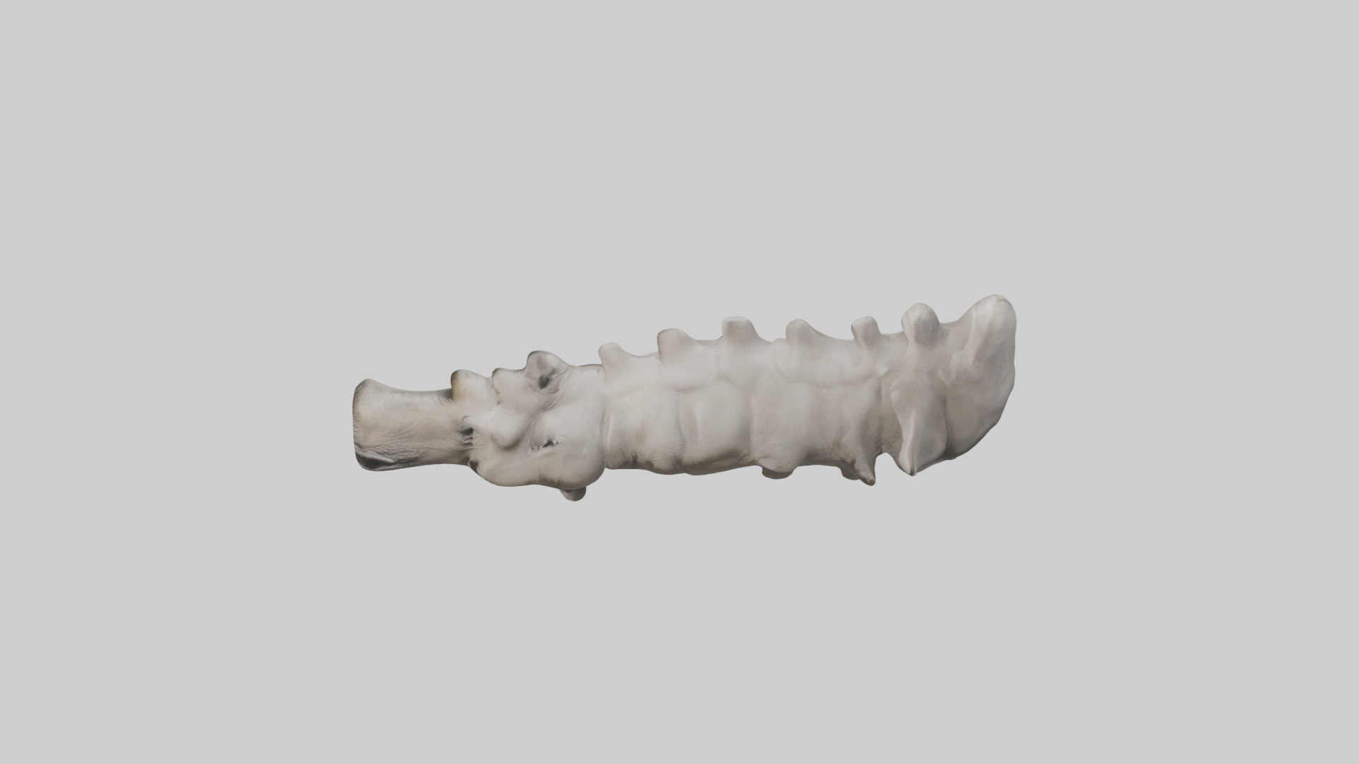Rhino Spine Low-poly 3D model_17
