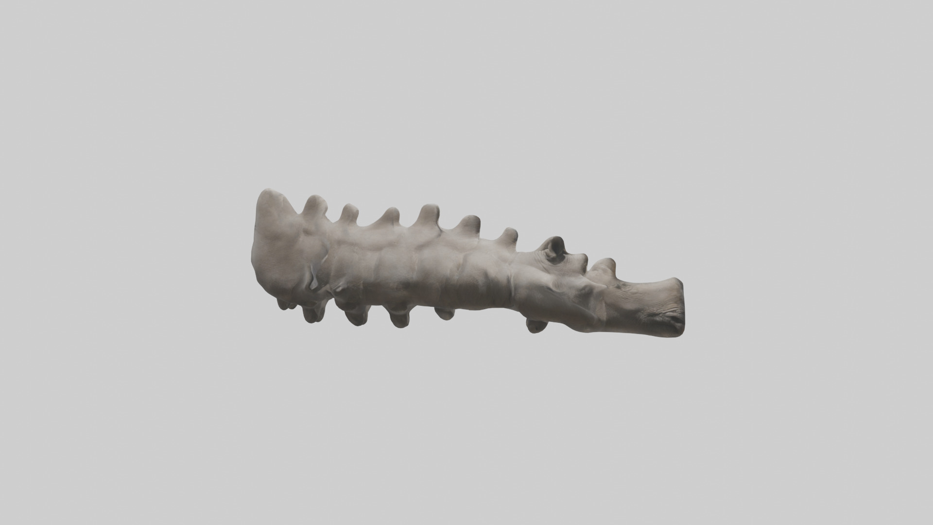 Rhino Spine Low-poly 3D model_13