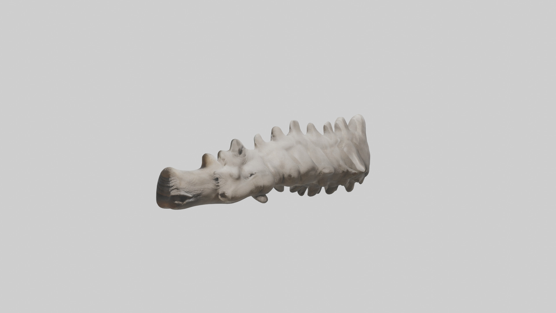 Rhino Spine Low-poly 3D model_8