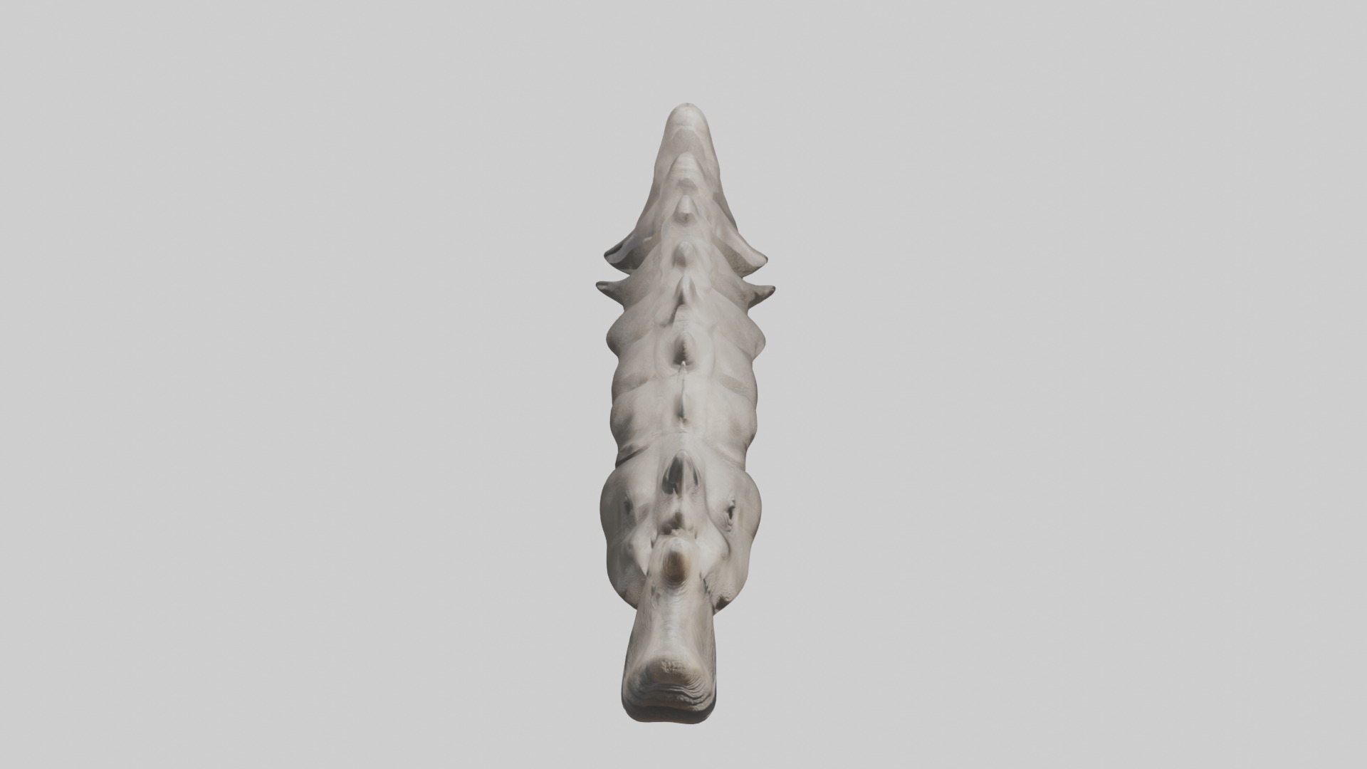 Rhino Spine Low-poly 3D model_16