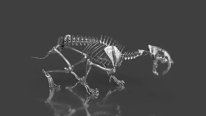 Silver Sabretooth Skeleton for Visualization and Display