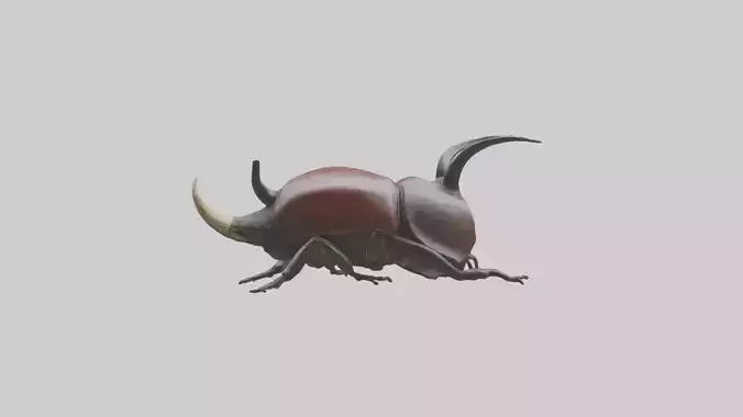 Rhinoceros Beetle climbing bark model Low-poly 3D model