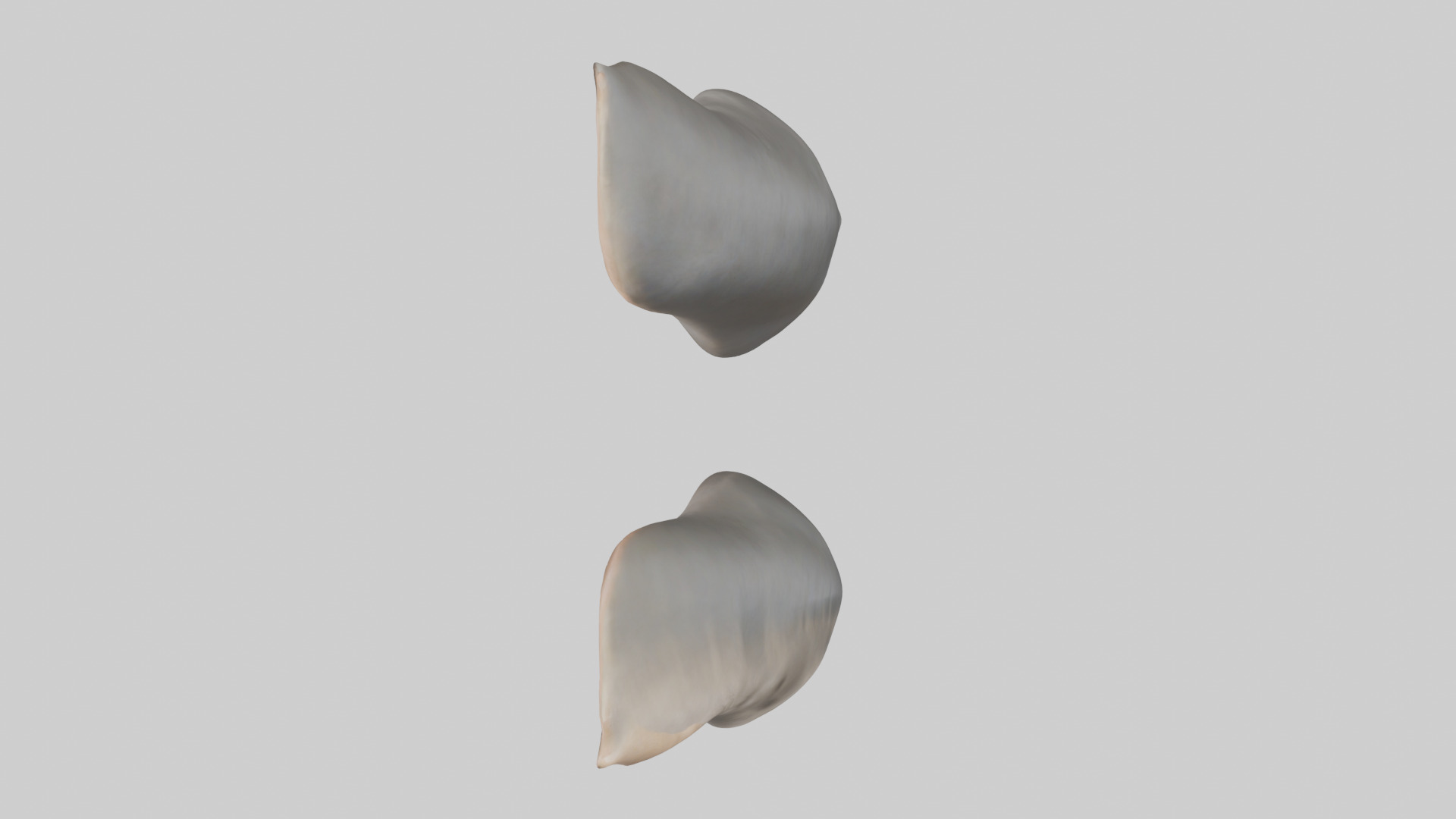 Rhinoceros Ears Model Low-poly 3D model_14