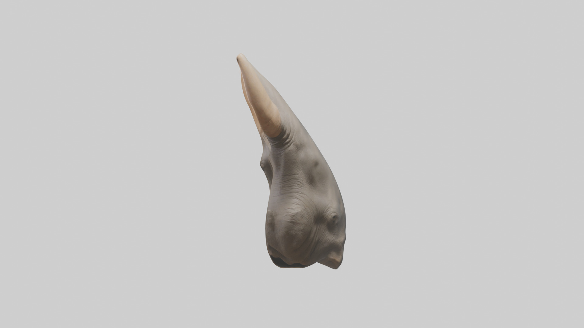 Rhinoceros Ears Model Low-poly 3D model_9