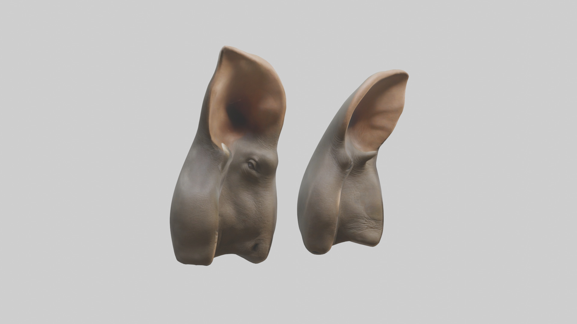 Rhinoceros Ears Model Low-poly 3D model_2