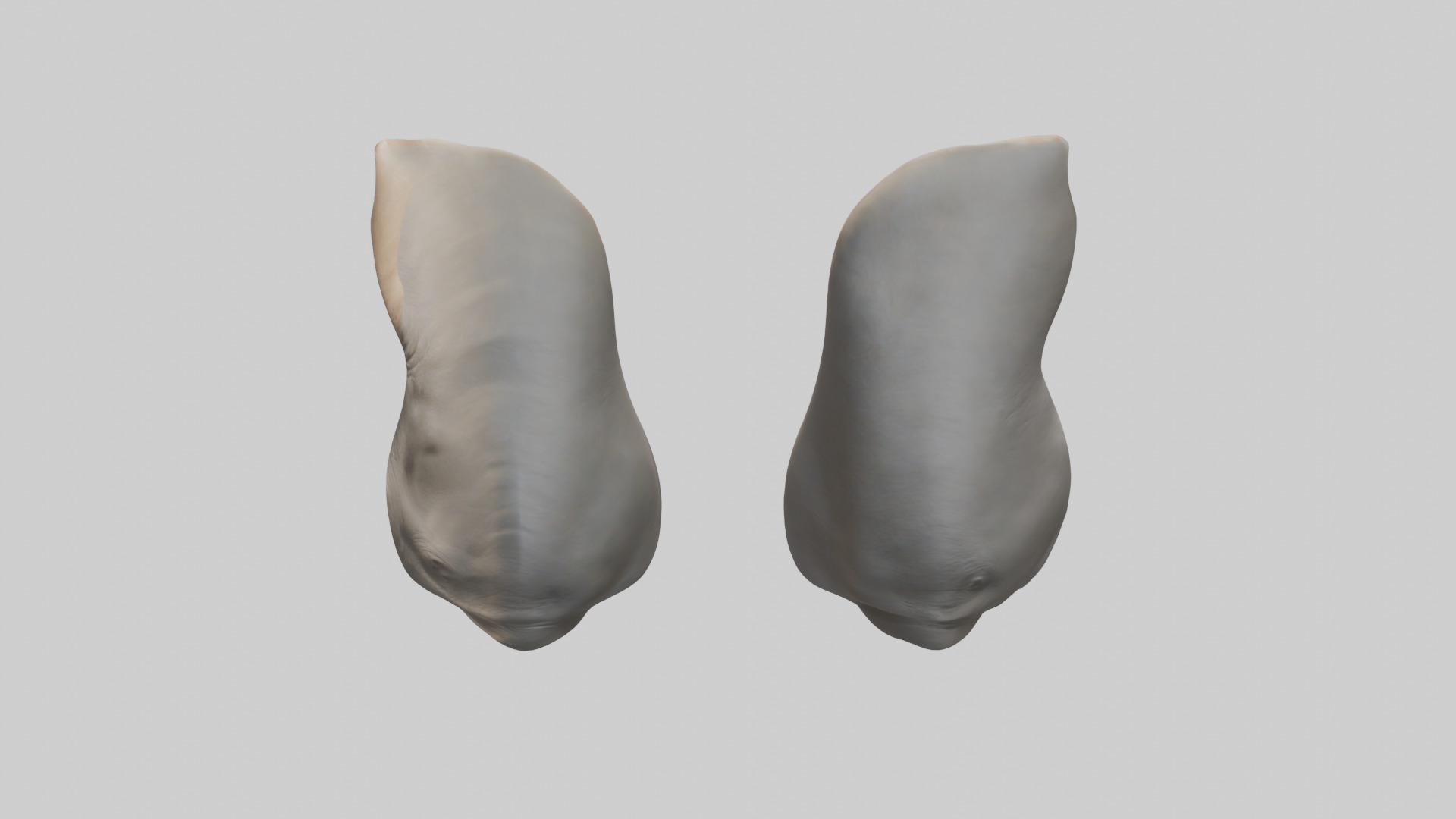 Rhinoceros Ears Model Low-poly 3D model_17