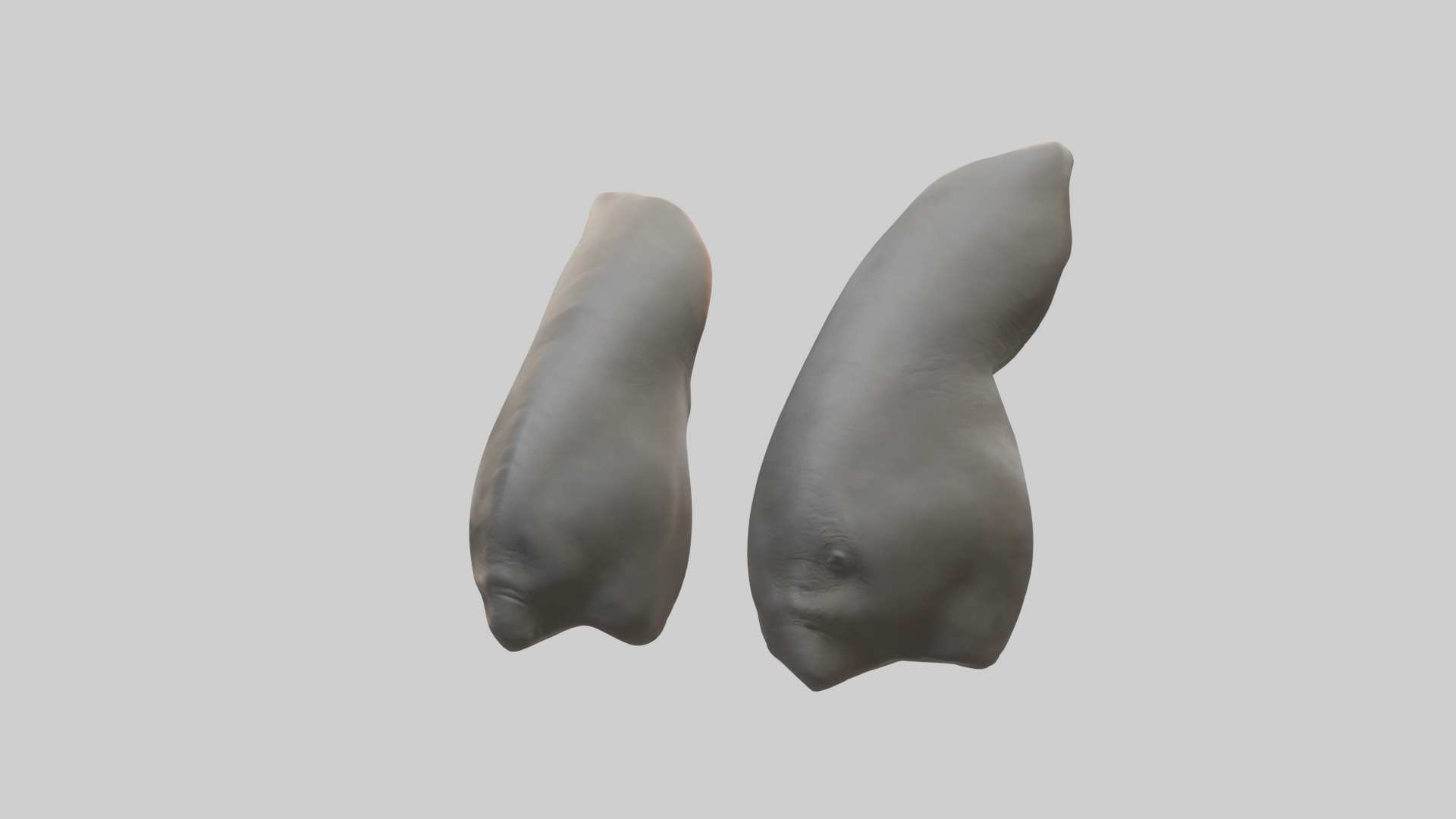 Rhinoceros Ears Model Low-poly 3D model_1