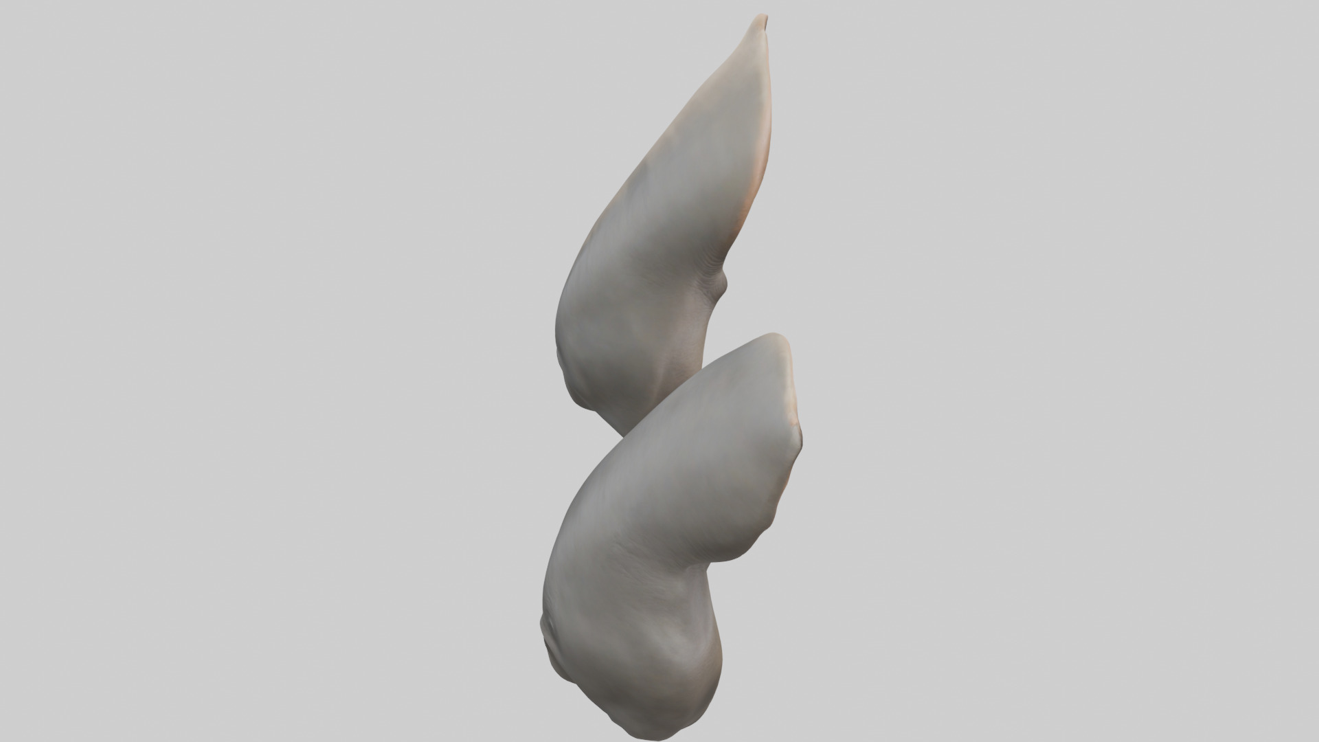 Rhinoceros Ears Model Low-poly 3D model_15