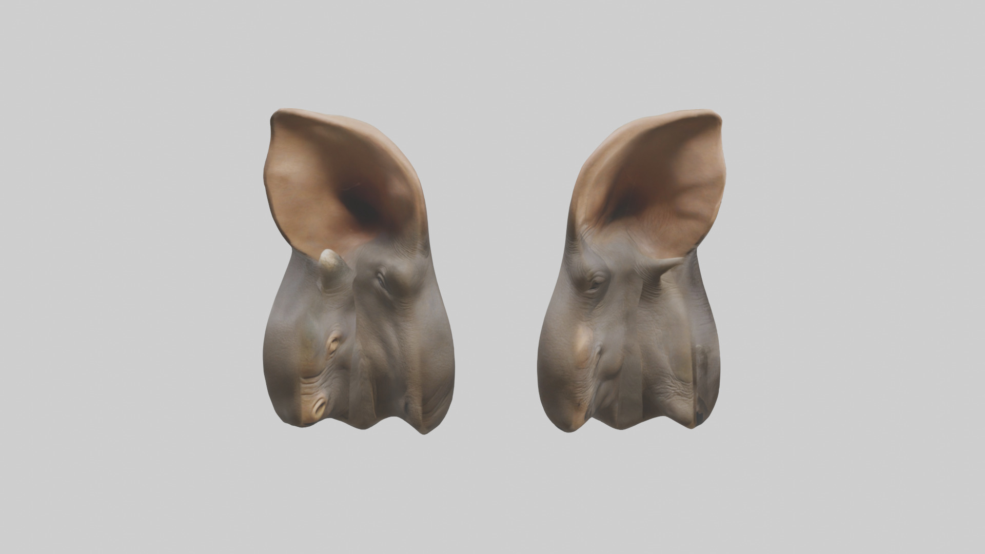 Rhinoceros Ears Model Low-poly 3D model_13