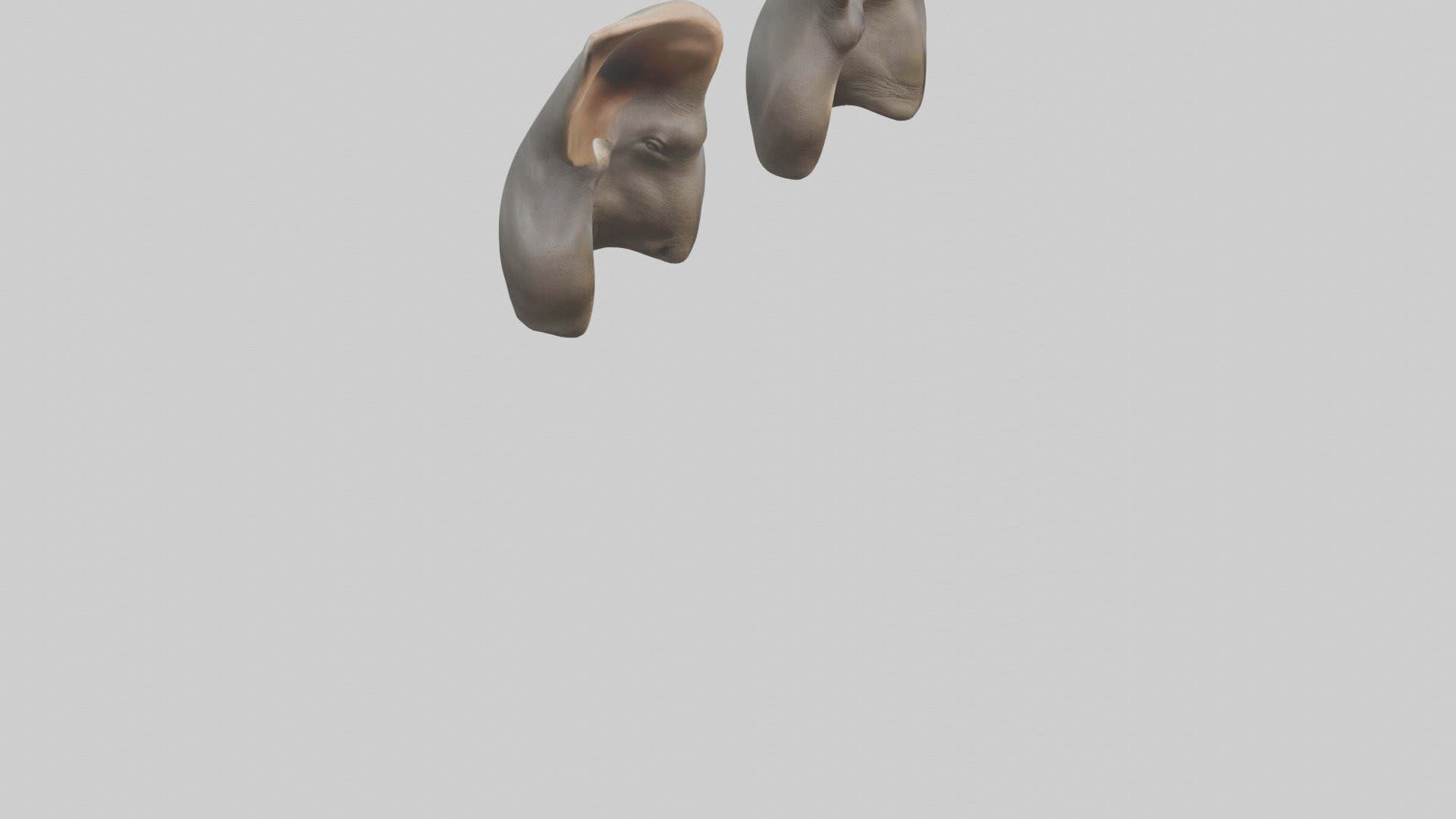 Rhinoceros Ears Model Low-poly 3D model_4