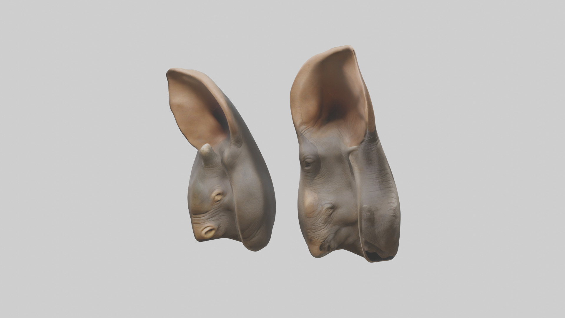 Rhinoceros Ears Model Low-poly 3D model_11