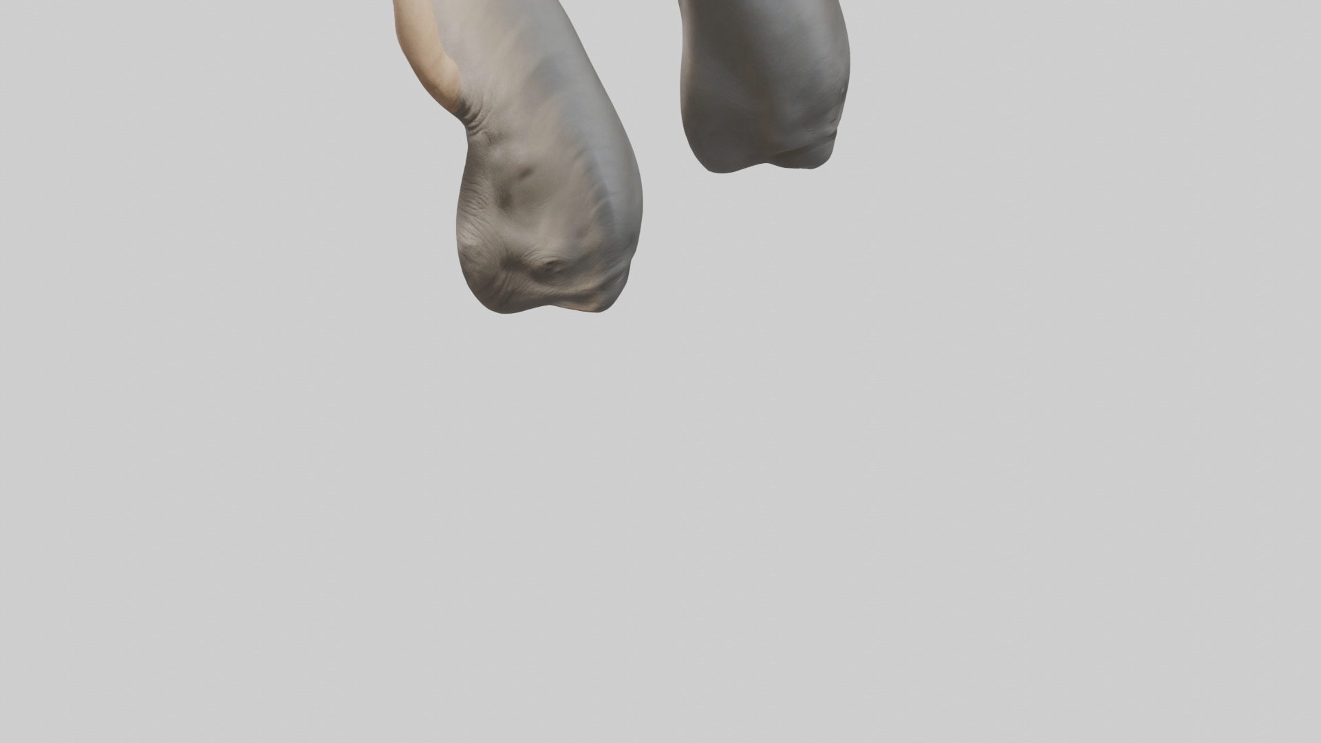 Rhinoceros Ears Model Low-poly 3D model_5