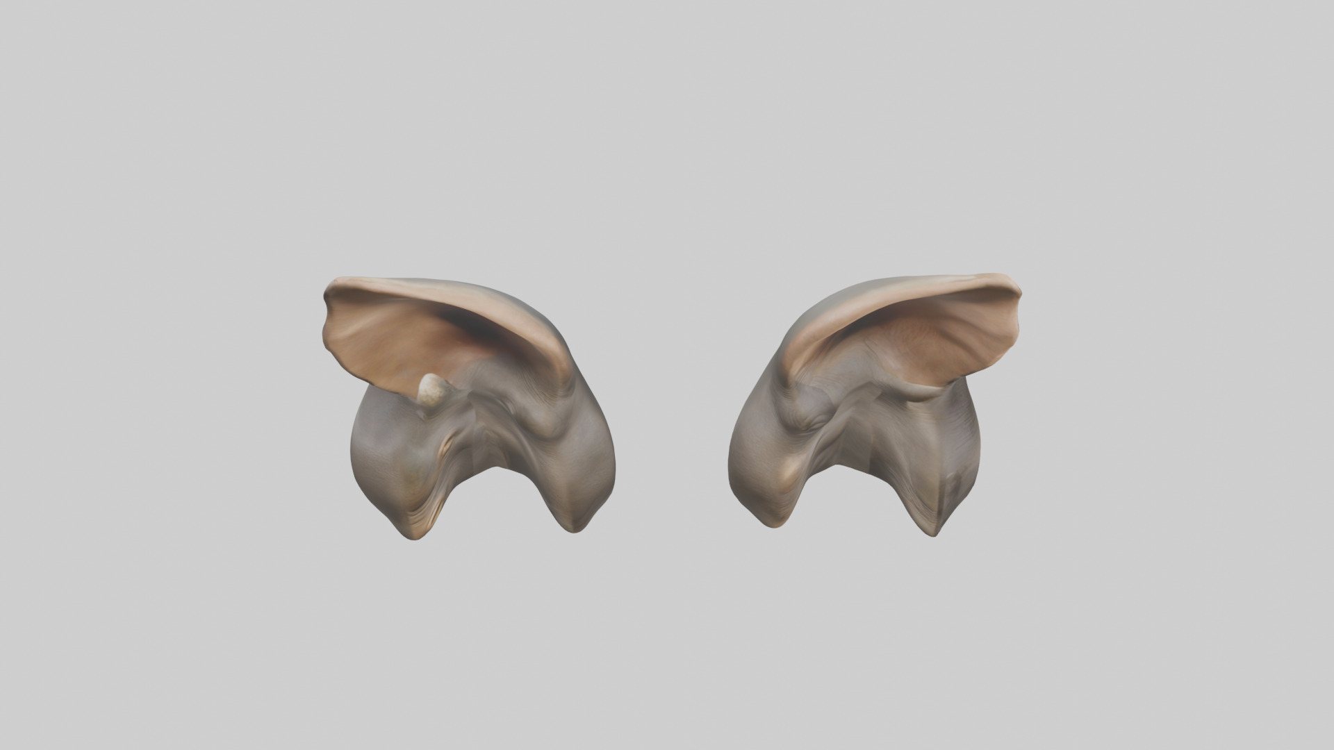 Rhinoceros Ears Model Low-poly 3D model_18