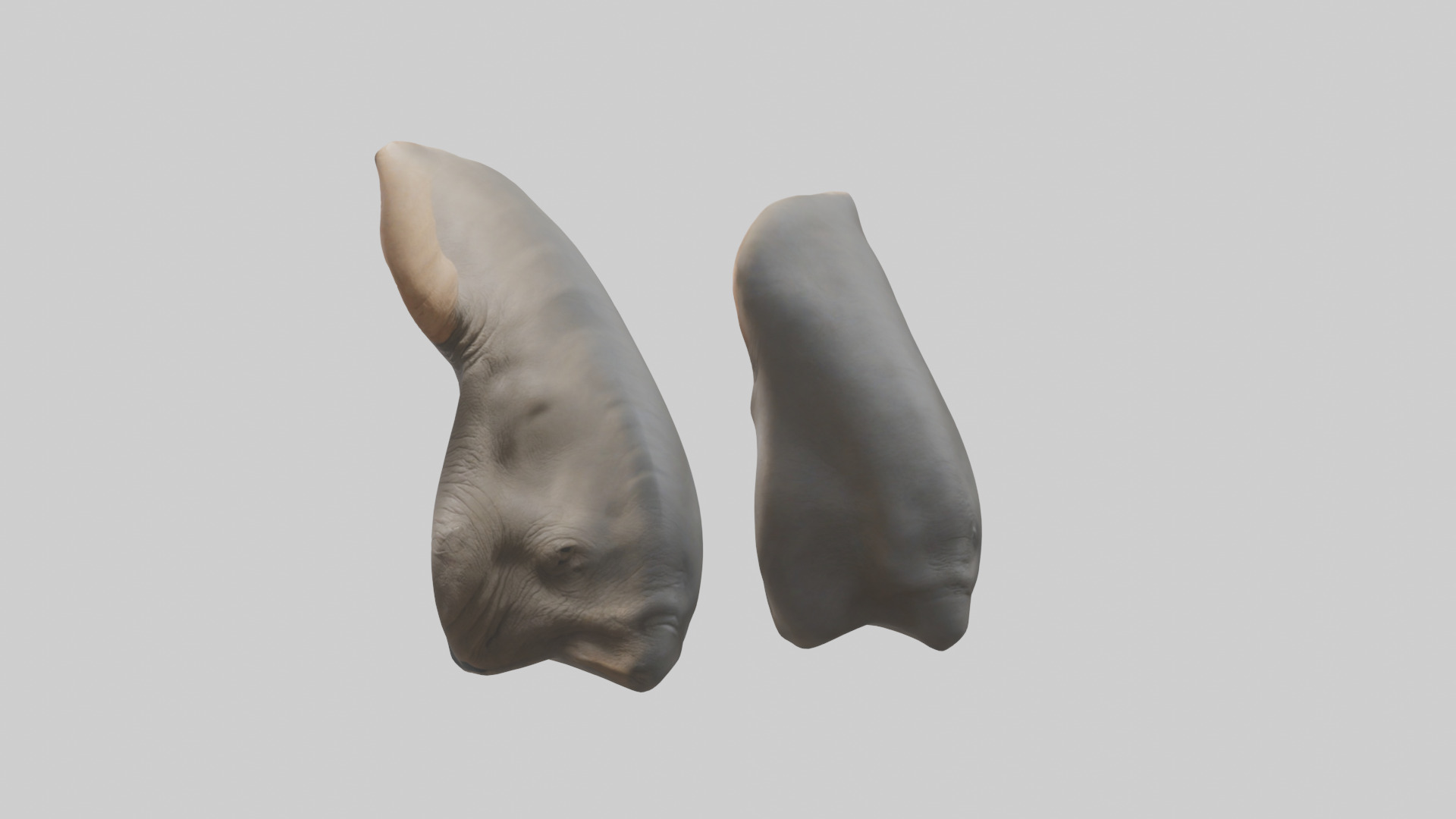 Rhinoceros Ears Model Low-poly 3D model_10