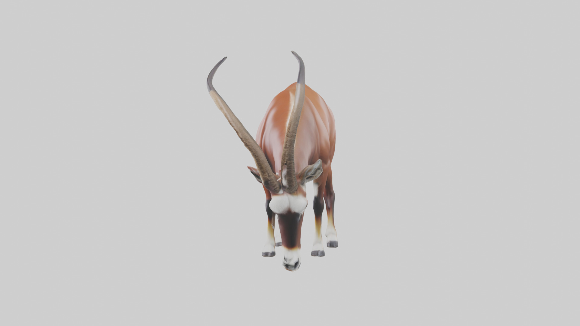 Roan Antelope grazing model Low-poly 3D model_8