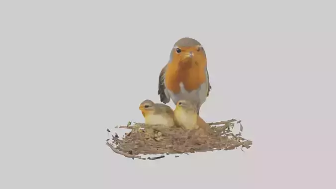 Robin feeding chicks model Low-poly 3D model