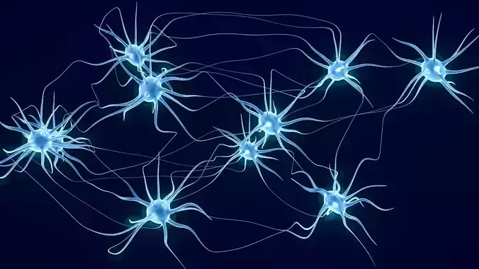 Neurons
