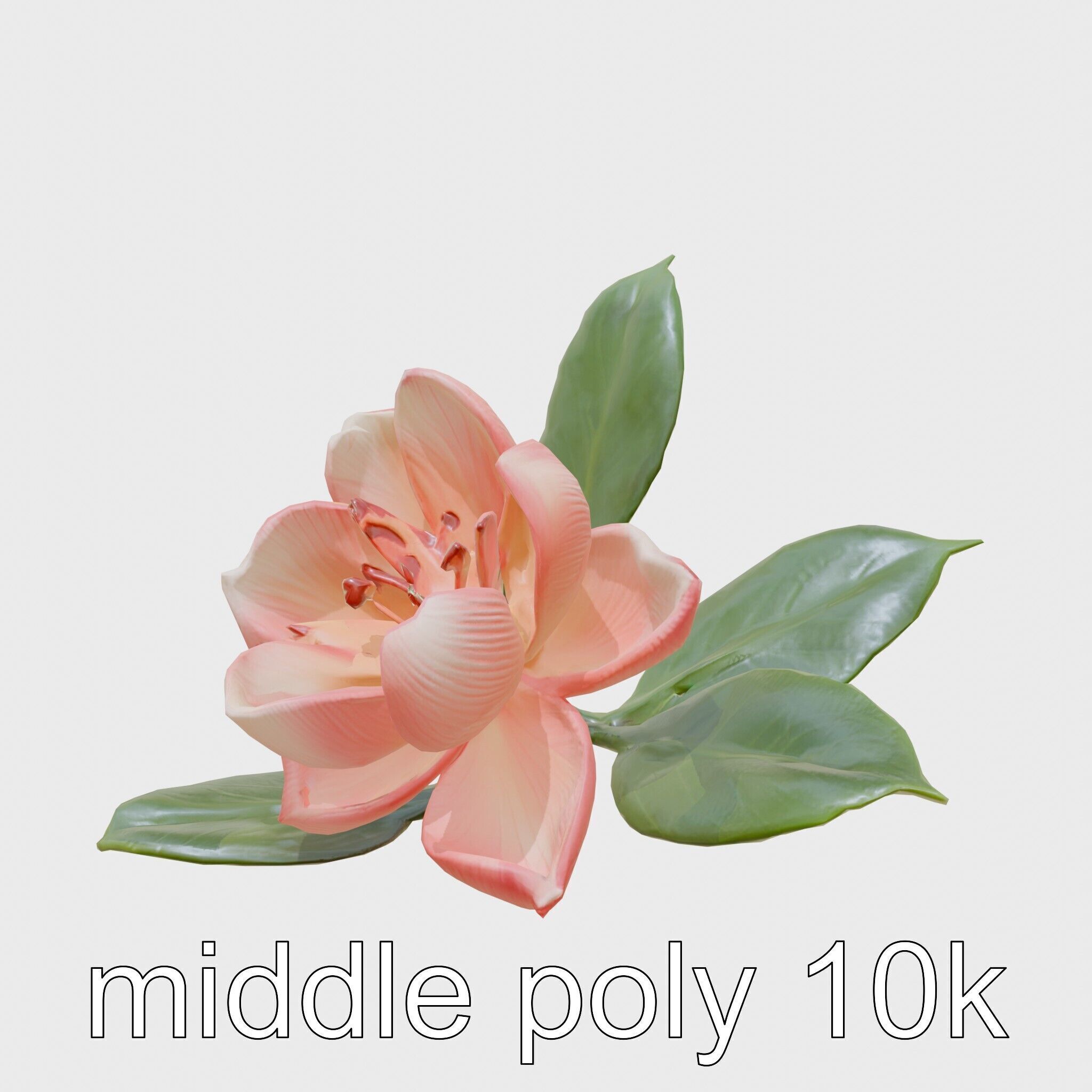 Photorealistic Begonia Flower with Leaves 3D Model Low-poly 3D model_20