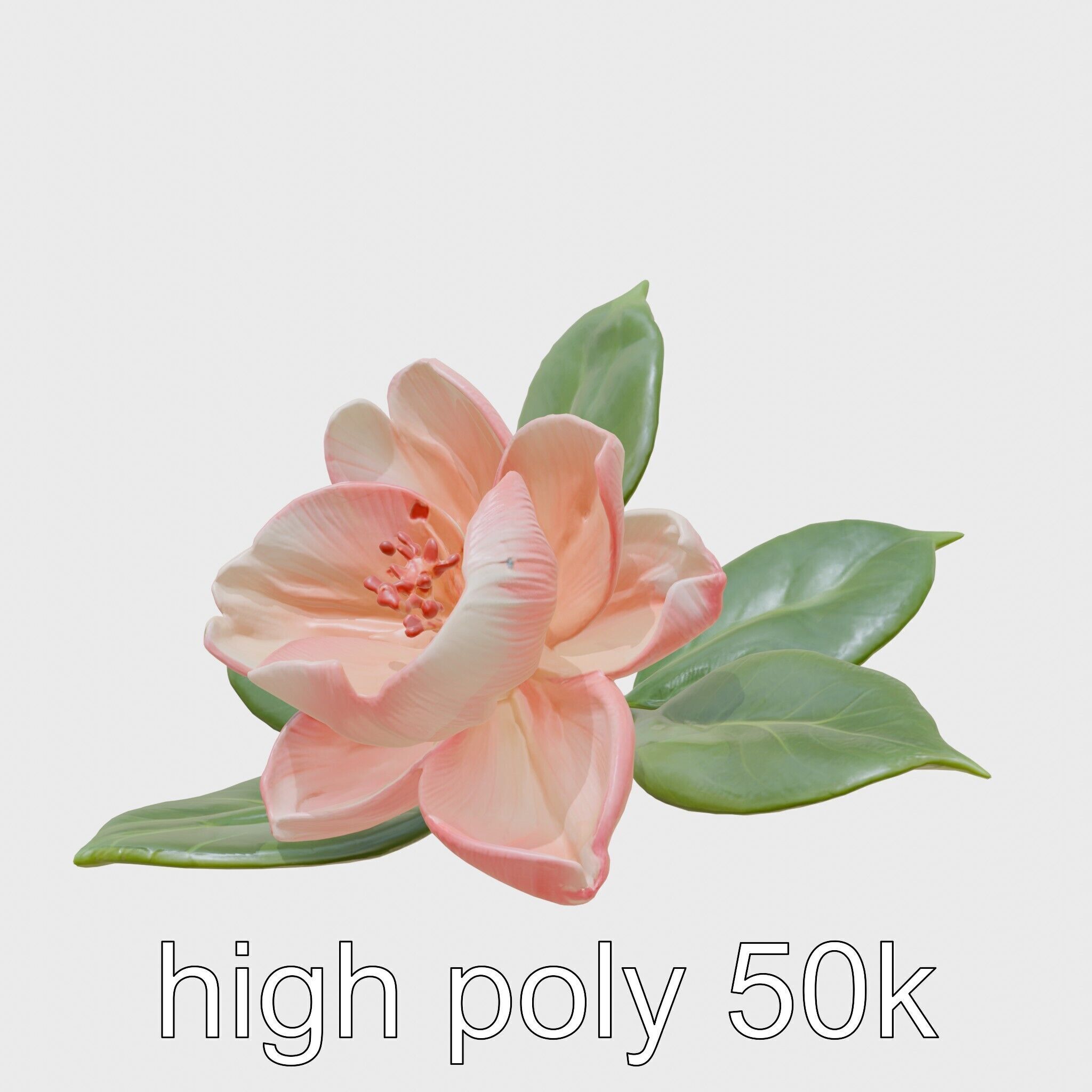 Photorealistic Begonia Flower with Leaves 3D Model Low-poly 3D model_5