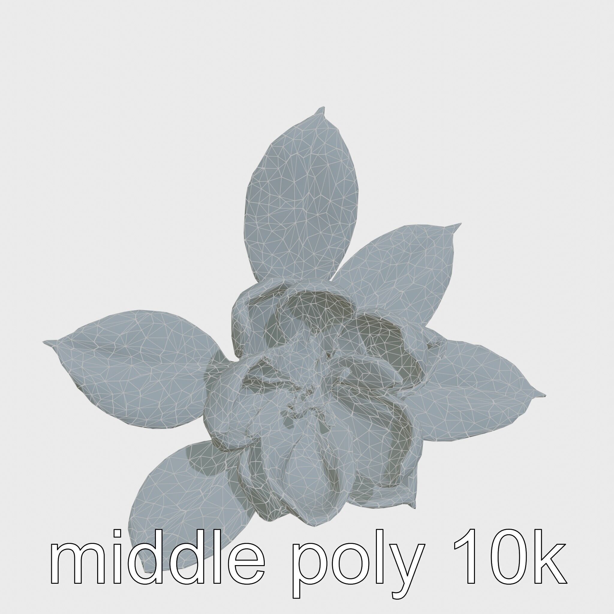 Photorealistic Begonia Flower with Leaves 3D Model Low-poly 3D model_23