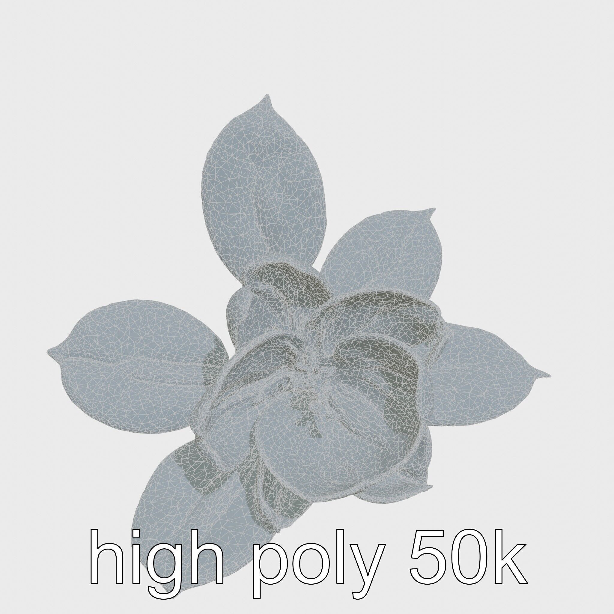 Photorealistic Begonia Flower with Leaves 3D Model Low-poly 3D model_30