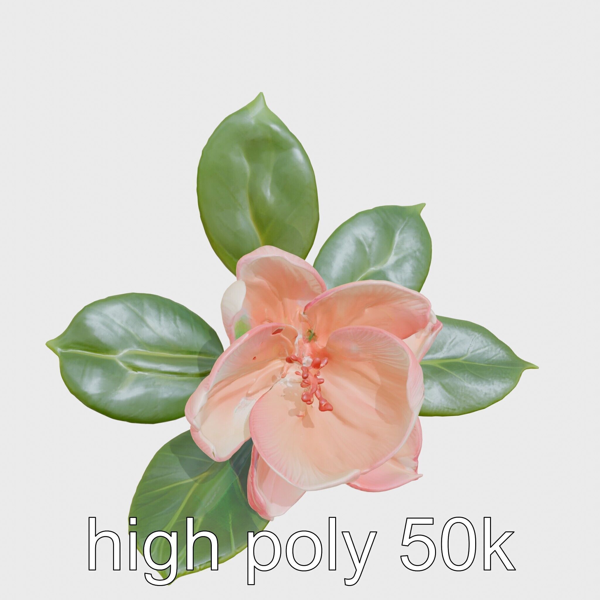 Photorealistic Begonia Flower with Leaves 3D Model Low-poly 3D model_28