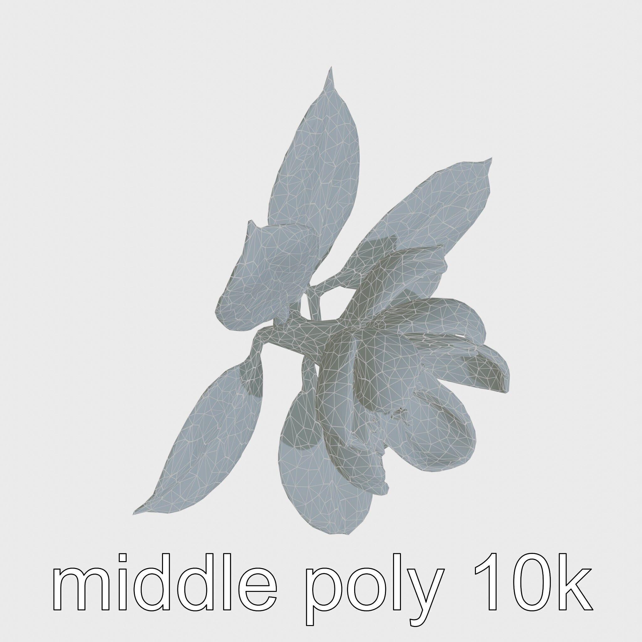 Photorealistic Begonia Flower with Leaves 3D Model Low-poly 3D model_19