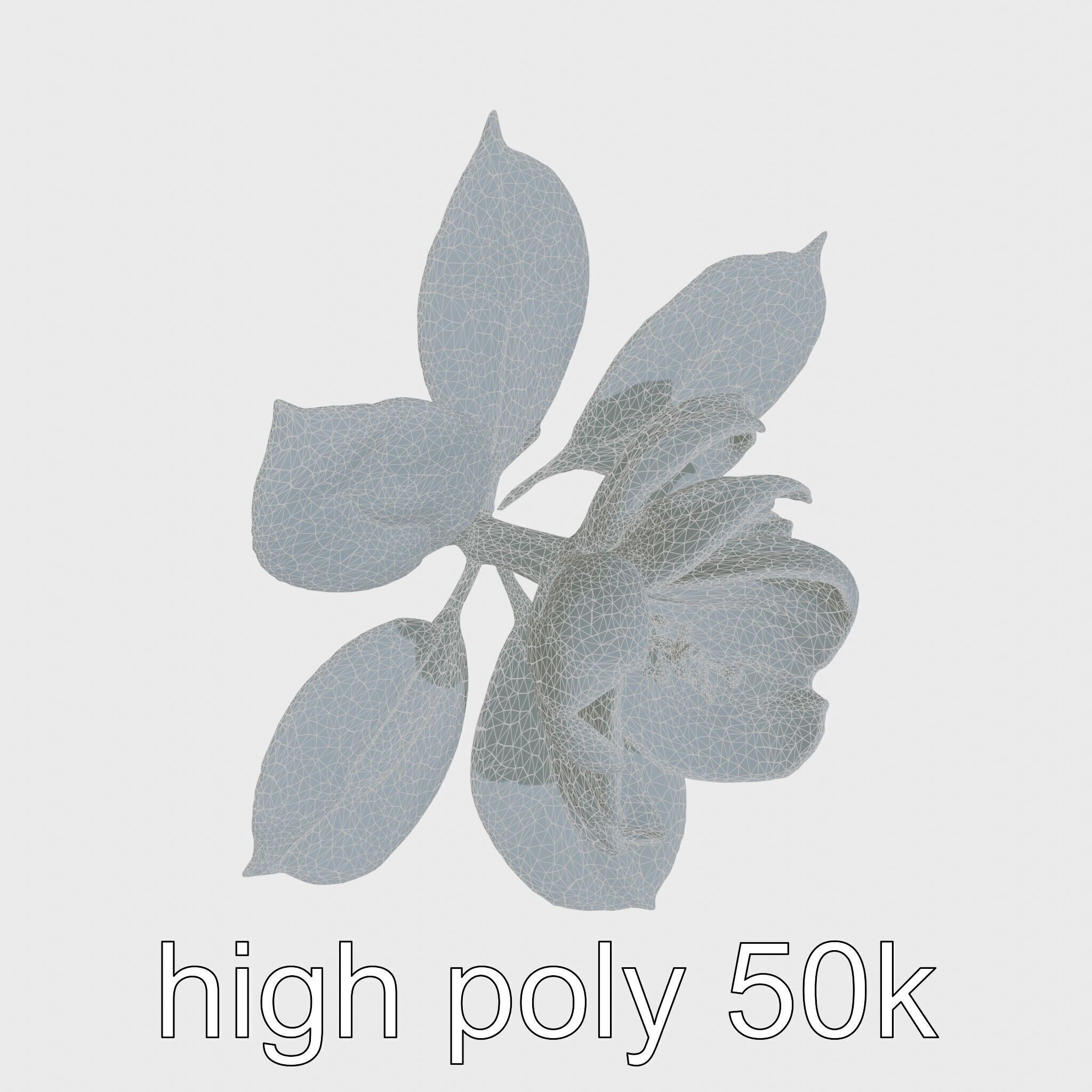 Photorealistic Begonia Flower with Leaves 3D Model Low-poly 3D model_26