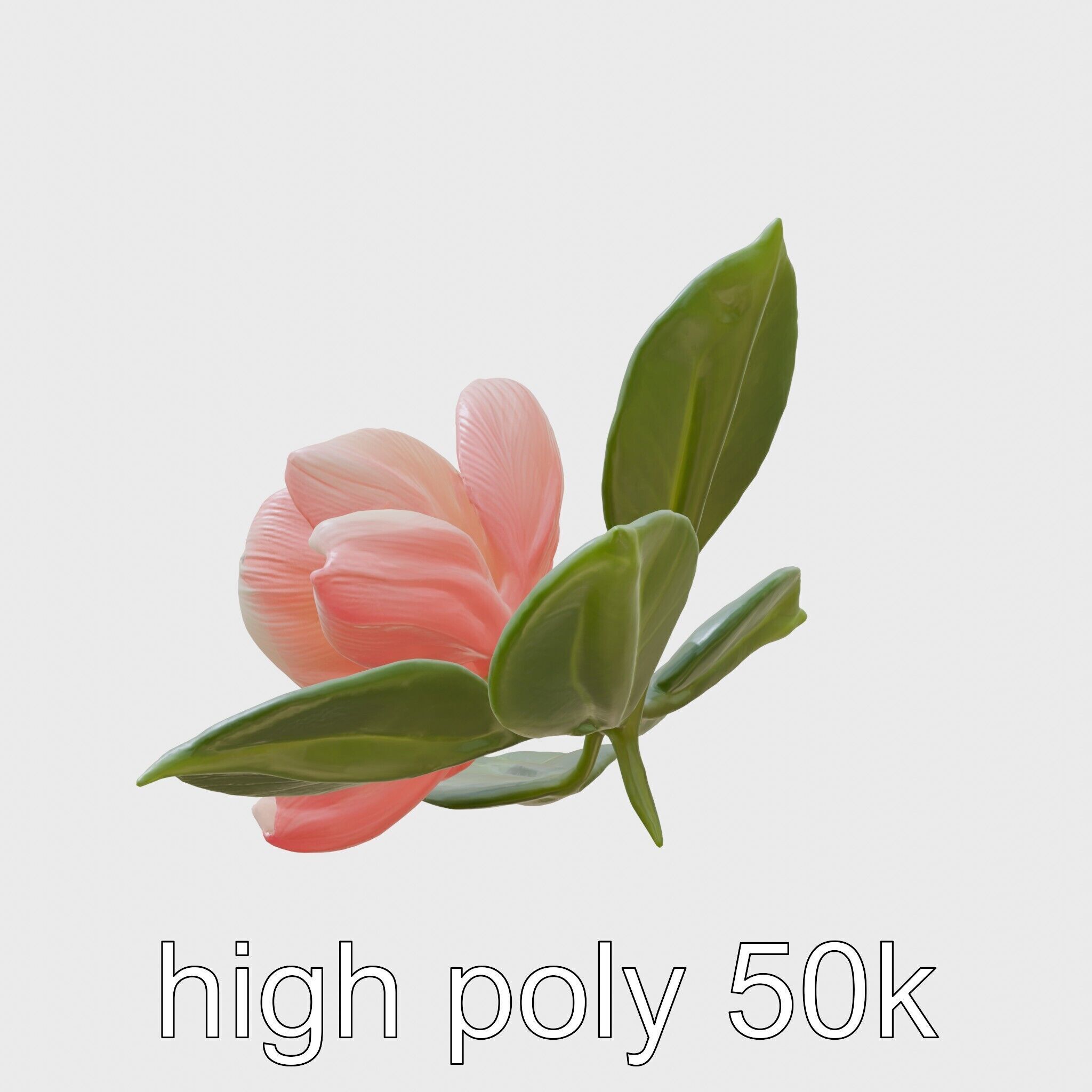 Photorealistic Begonia Flower with Leaves 3D Model Low-poly 3D model_14