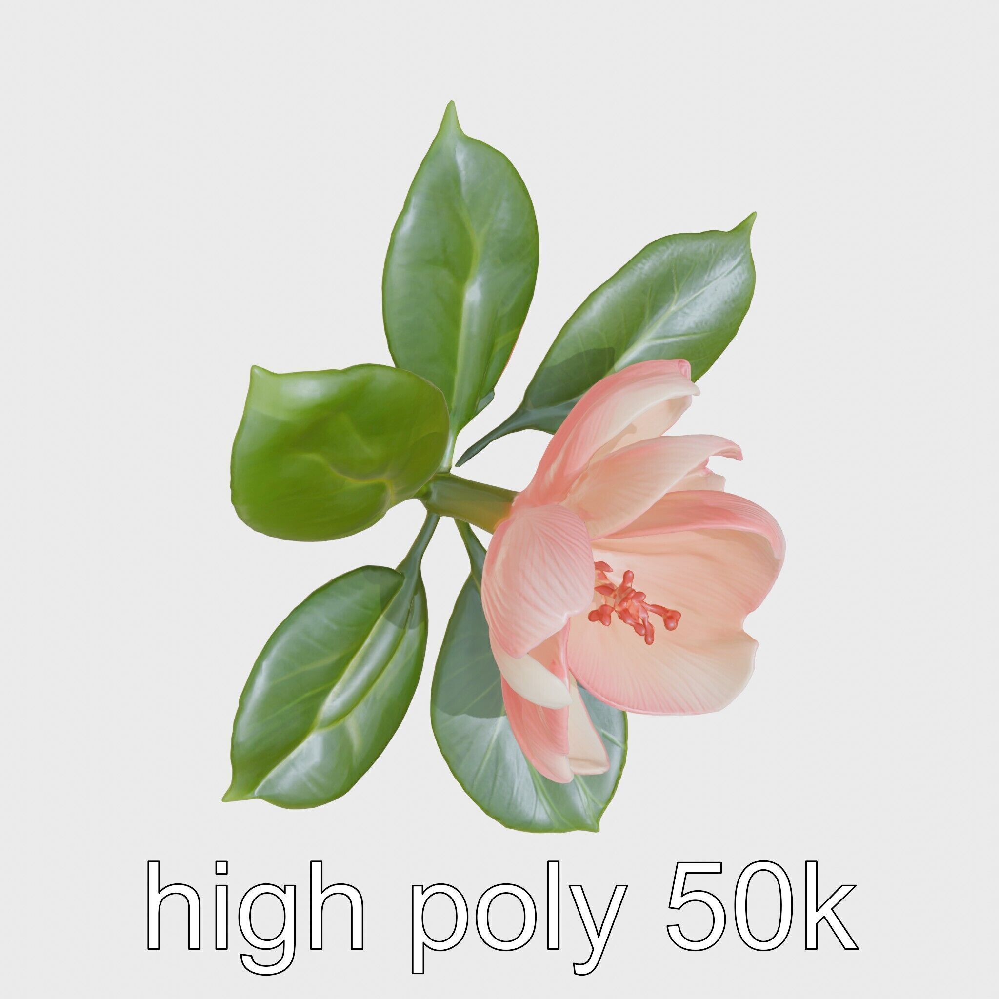 Photorealistic Begonia Flower with Leaves 3D Model Low-poly 3D model_11