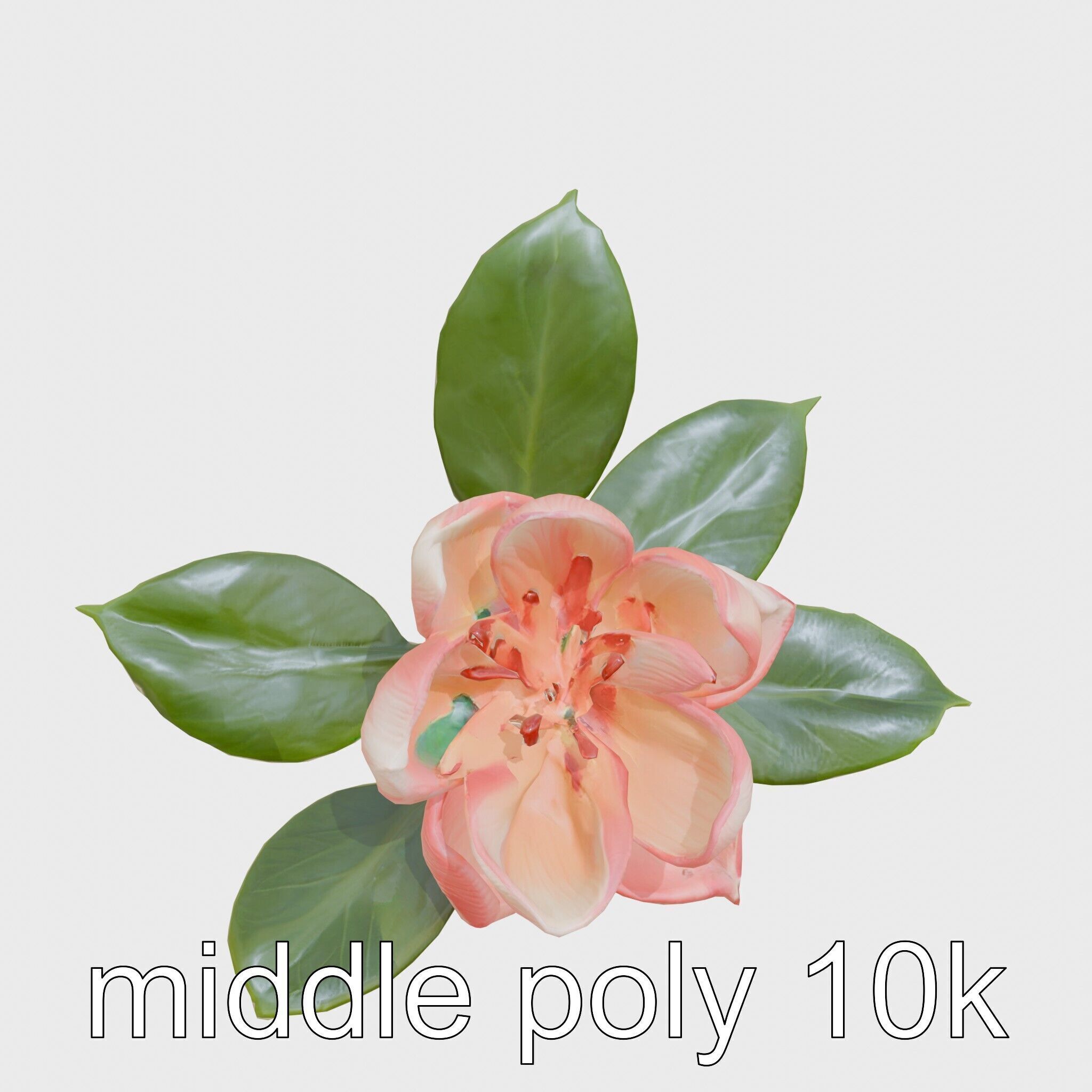 Photorealistic Begonia Flower with Leaves 3D Model Low-poly 3D model_12