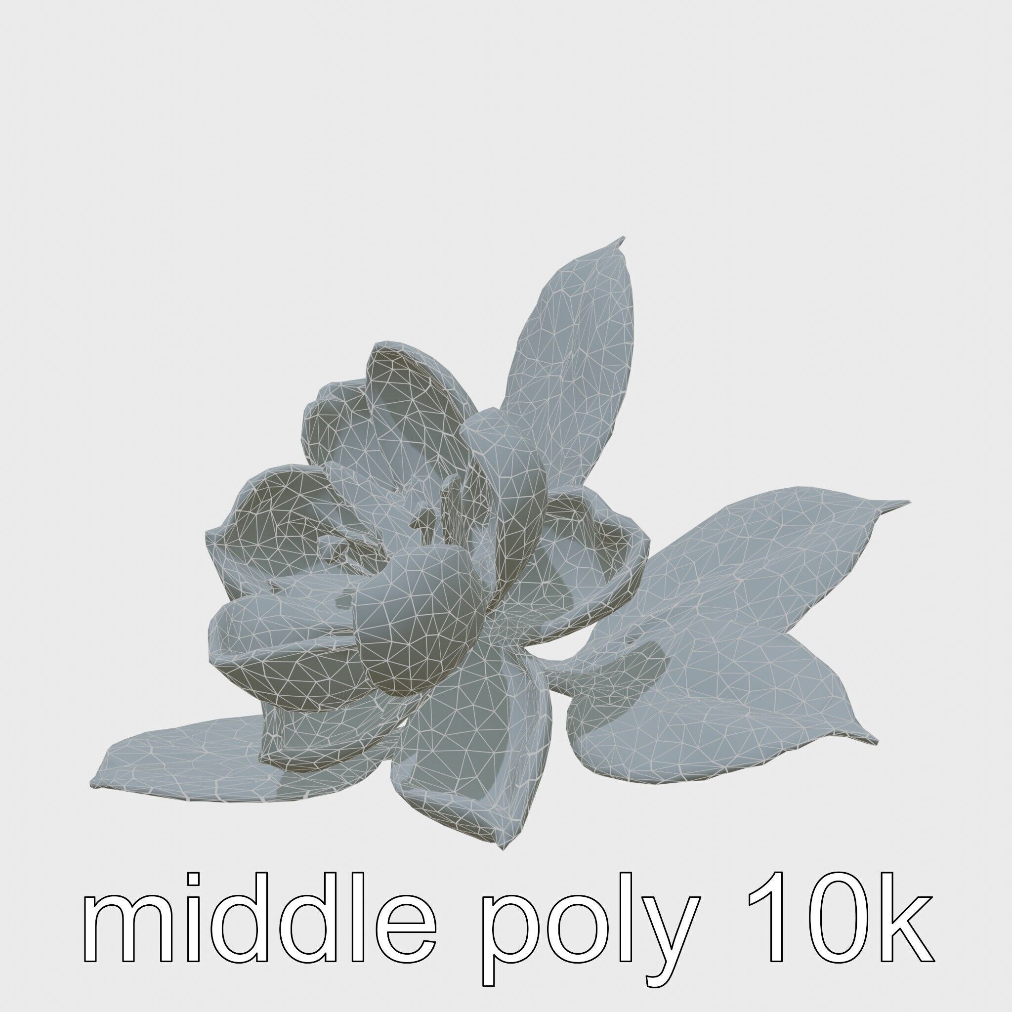Photorealistic Begonia Flower with Leaves 3D Model Low-poly 3D model_27