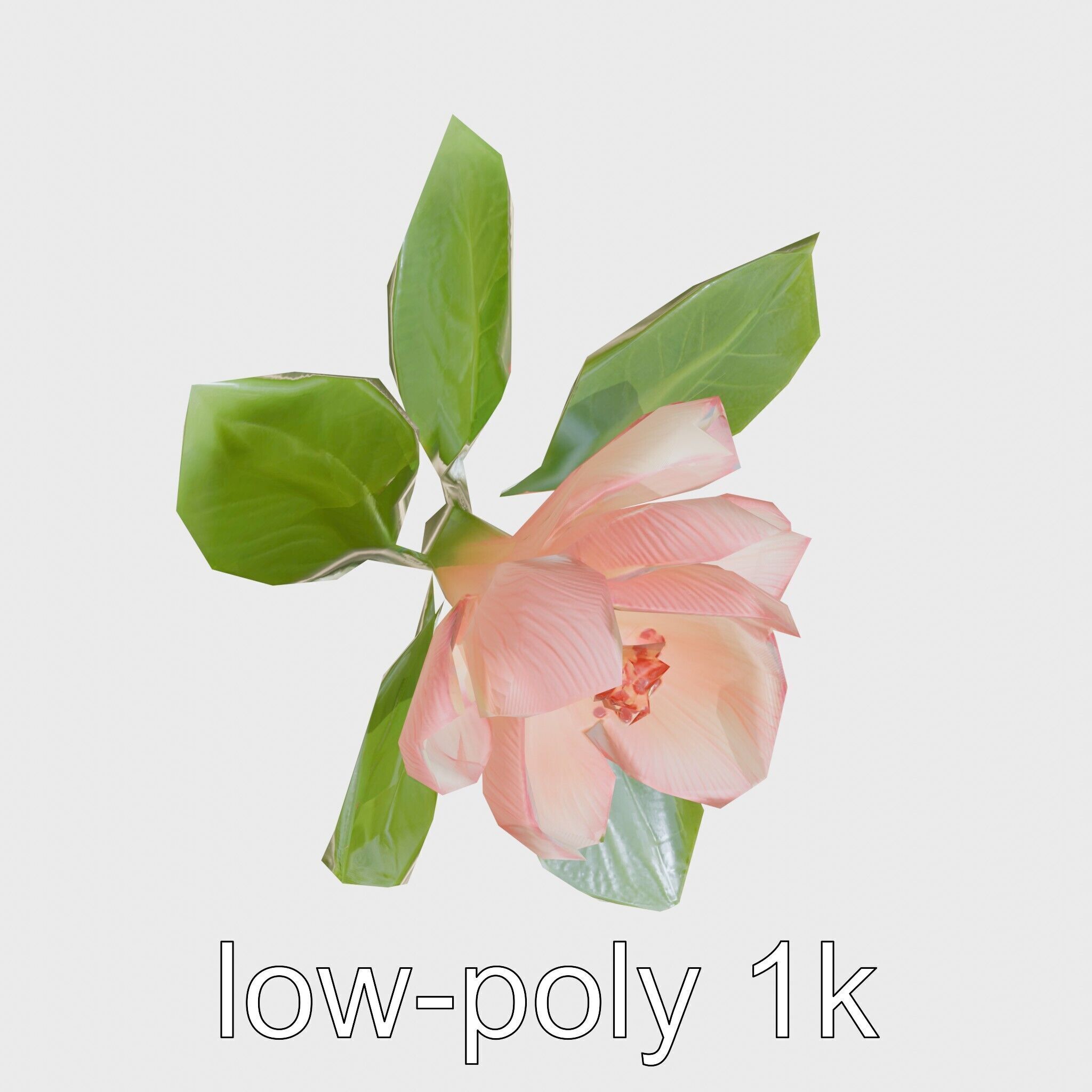 Photorealistic Begonia Flower with Leaves 3D Model Low-poly 3D model_31