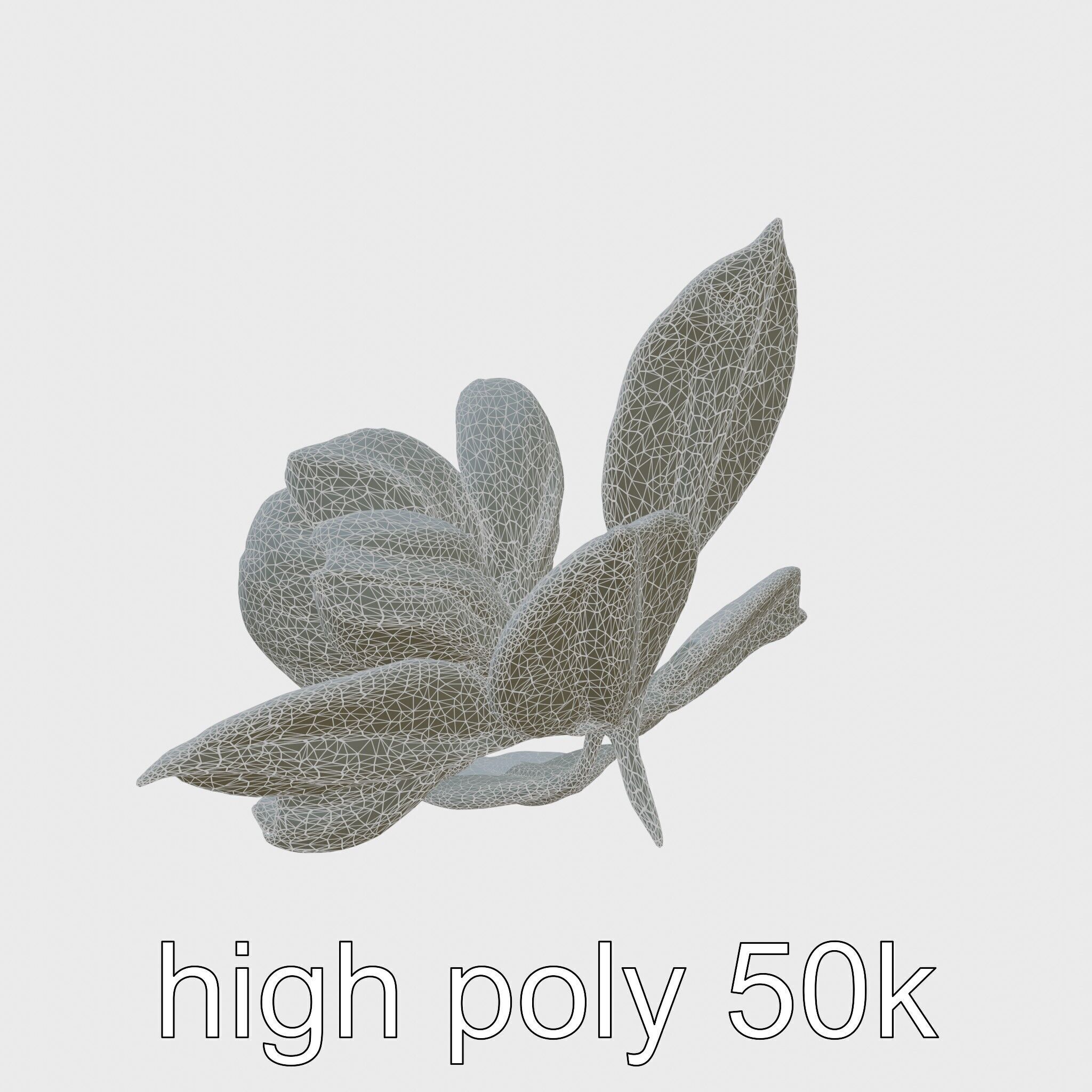 Photorealistic Begonia Flower with Leaves 3D Model Low-poly 3D model_21