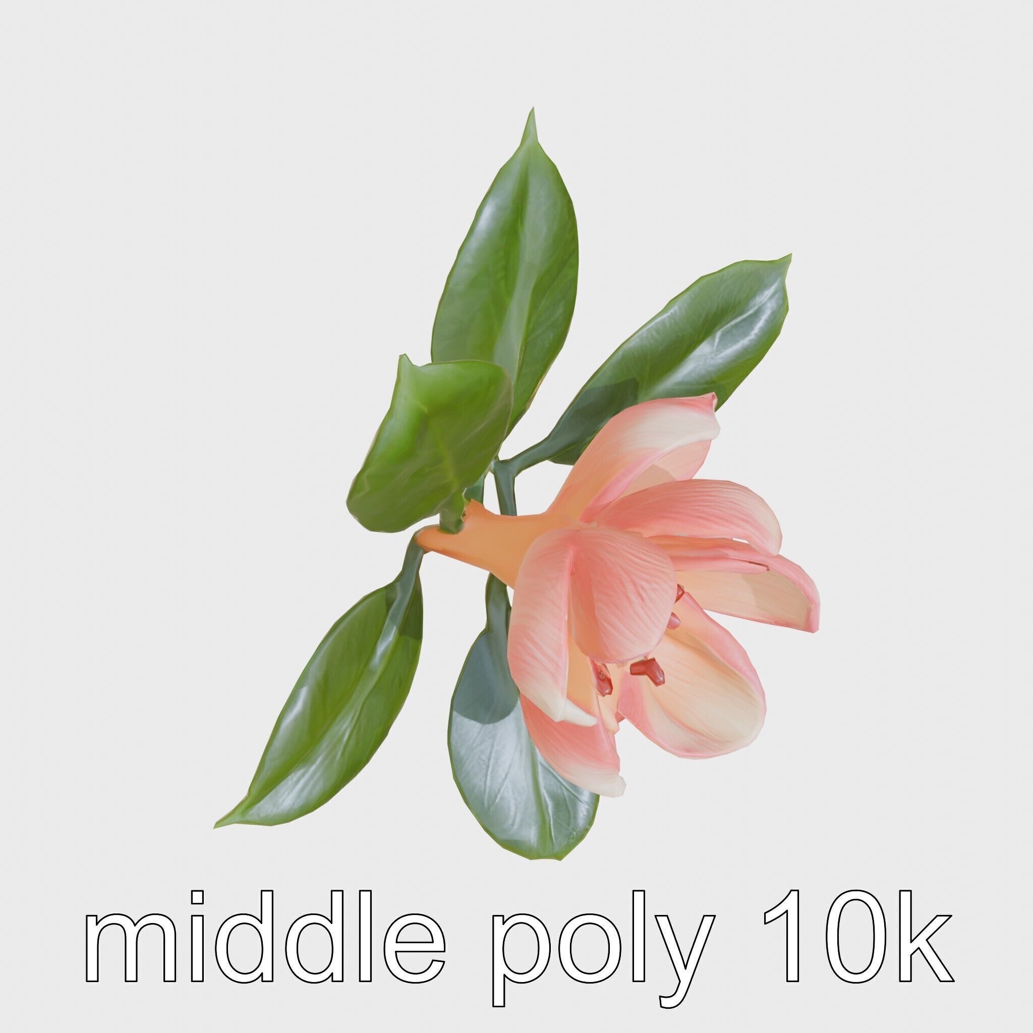 Photorealistic Begonia Flower with Leaves 3D Model Low-poly 3D model_15