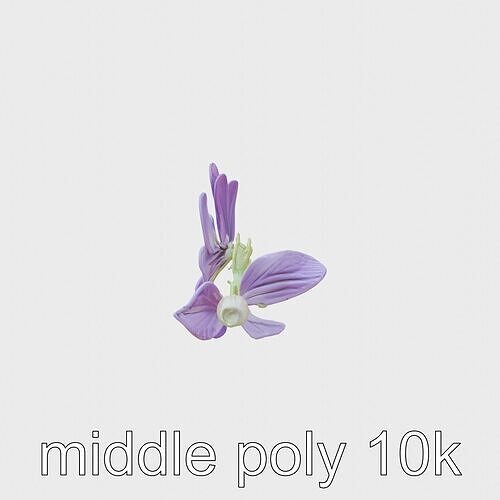 Viola Flower Bloom Botanical 3D Model Low-poly 3D model