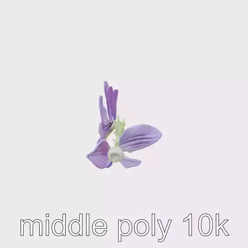 Viola Flower Bloom Botanical 3D Model