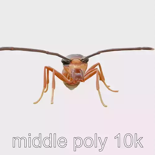 Honey Ant Realistic 3D Model for Animation