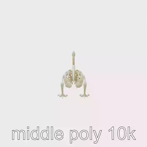 Realistic Peacock Skeleton 3D Model