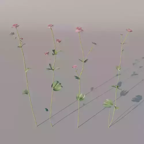 Astrantia and Inula flowers