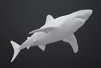 Shark