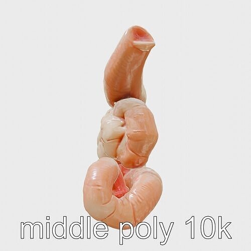 Human Digestive System Anatomical Model Low-poly 3D model