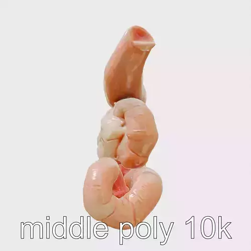 Human Digestive System Anatomical Model Low-poly 3D model