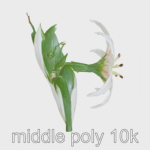 Stargazer Lily Flowers 3D Model Low-poly 3D model