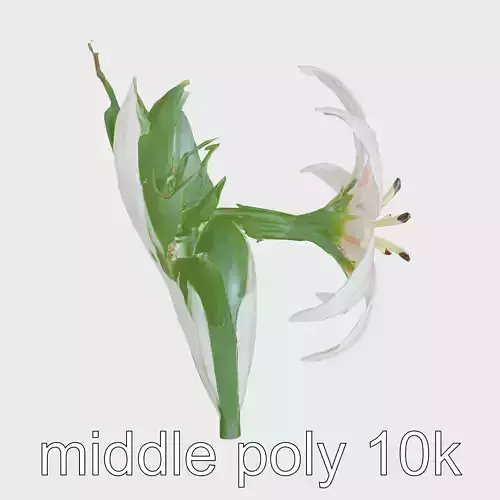 Stargazer Lily Flowers 3D Model