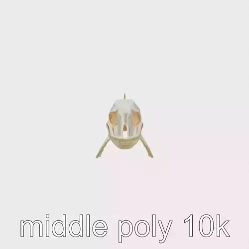 Realistic Whale Skeleton 3D Model