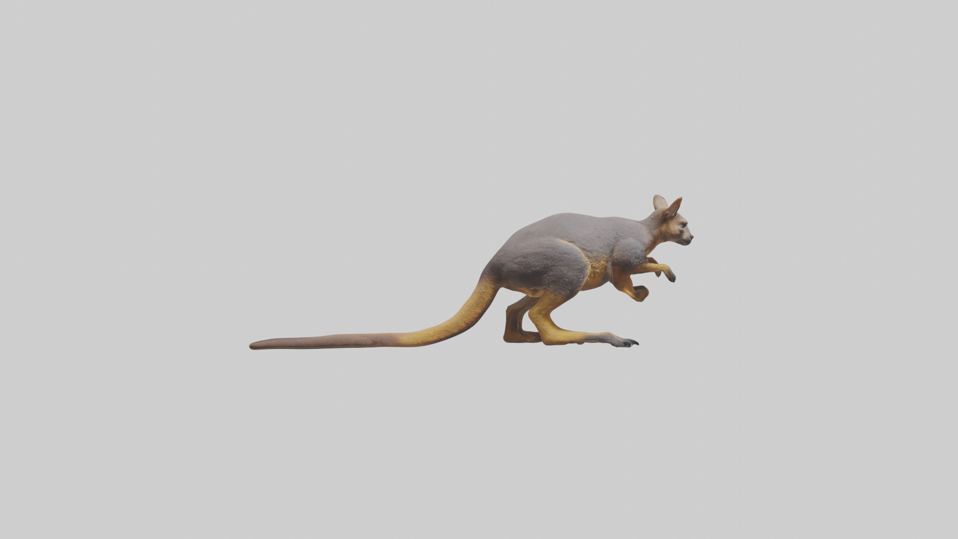 Rock Wallaby climbing model 3D model_13