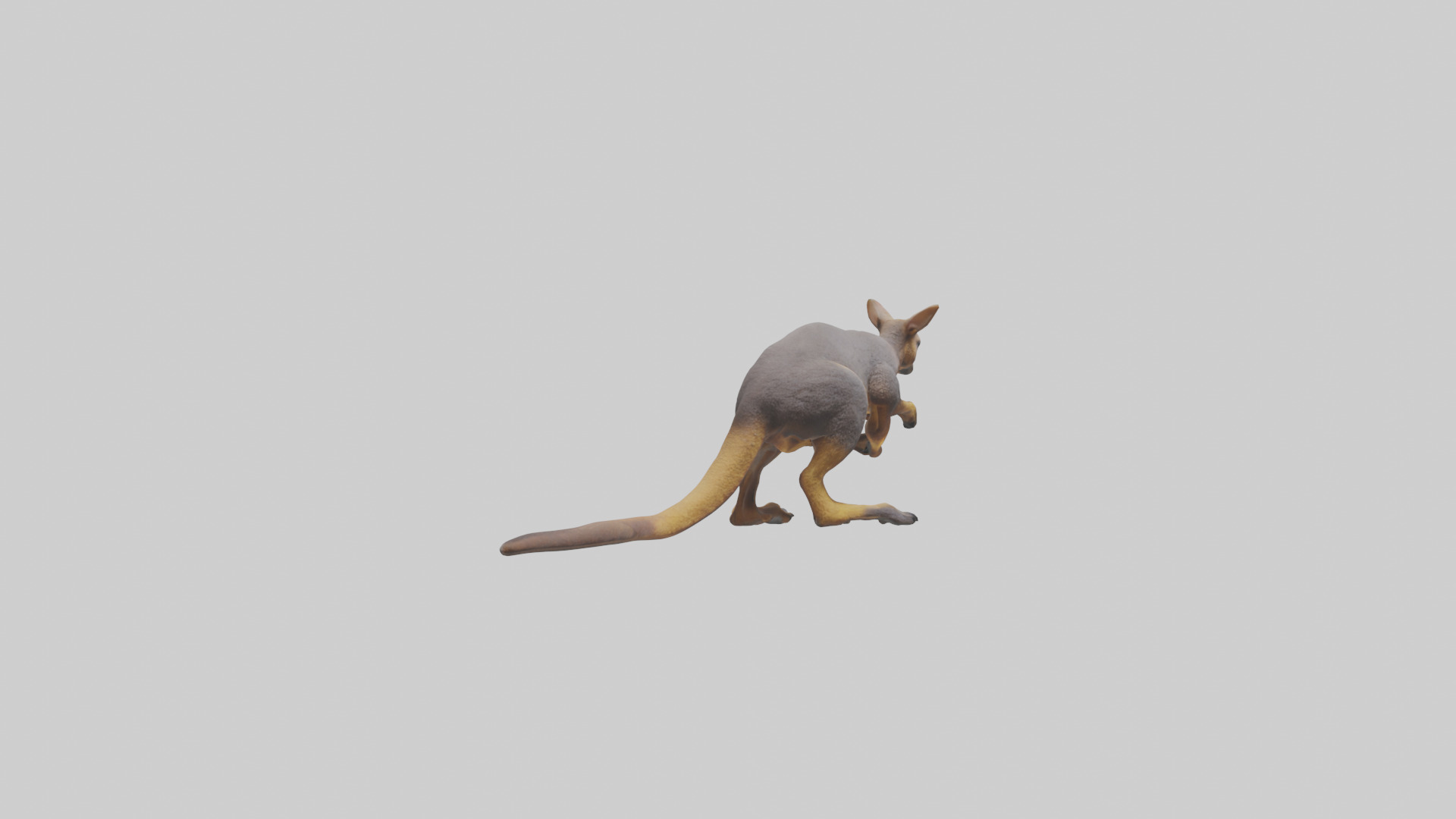 Rock Wallaby climbing model 3D model_4