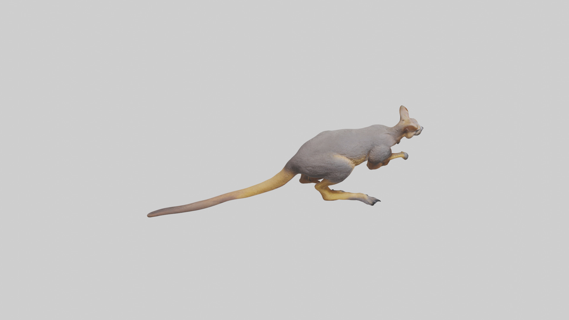 Rock Wallaby climbing model 3D model_18